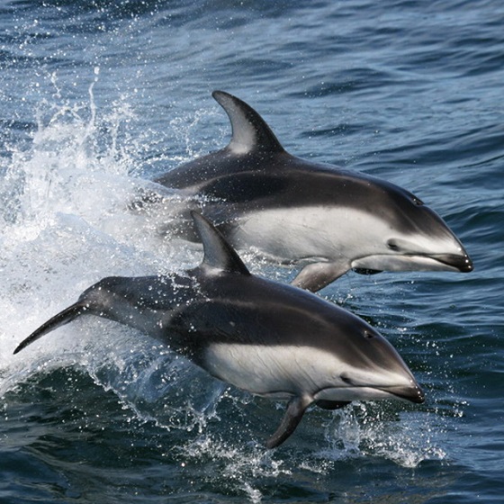 Pacific White-sided Dolphins