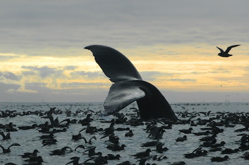 A humpback whale with shearwater birds in Bristol Bay.