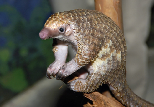 This is a pangolin.