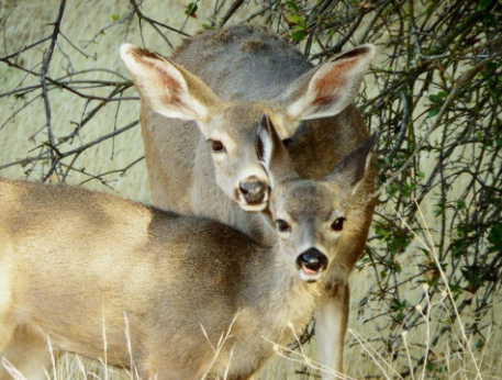 Deer at Berryessa Snow Mountain