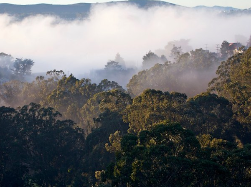 Exploring eucalyptus forests