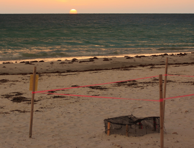 Sea turtles hatching on Florida beach