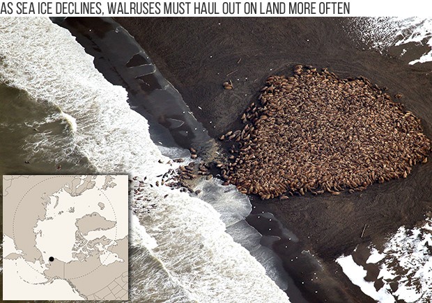 In recent years, loss of summer sea ice over the continental shelf has forced many walruses to move to the Arctic coasts of Alaska and Russia where they haul-out on shore to rest. Here, thousands of walruses are seen hauled out on a beach near Point Lay in northwest Alaska in late summer 2014. Photo: NOAA.