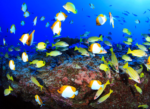 Fishes on a deep reef at Pearl and Hermes Atoll in Papahānaumokuākea Marine National Monument. (Greg McFall, NOAA)