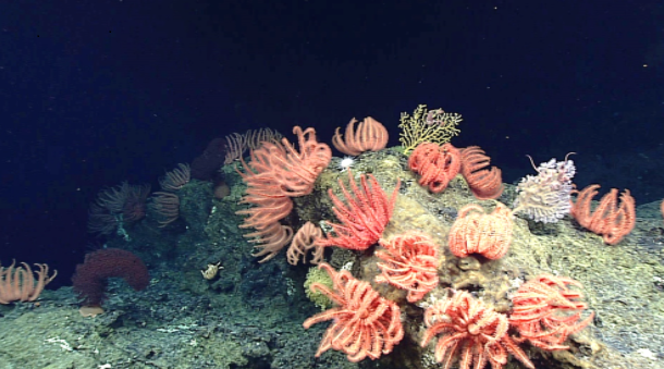 Brisingid sea stars in the expansion area of Papahānaumokuākea in 2016. (NOAA Office of Ocean Exploration and Research)