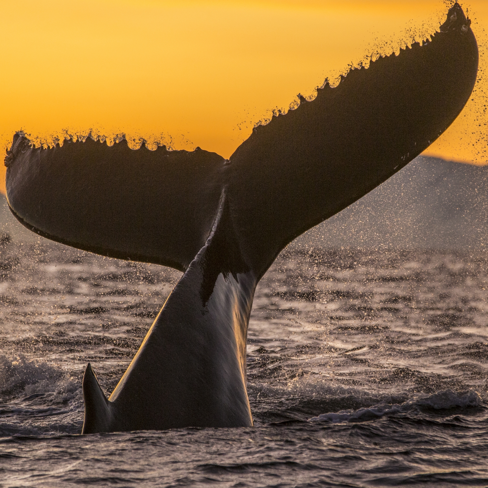 Paul Nicklen photo