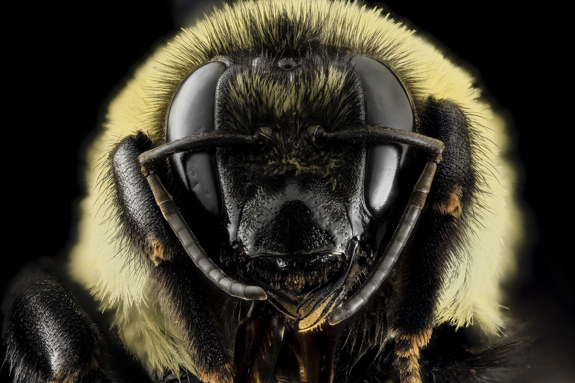 Close image of a honeybee