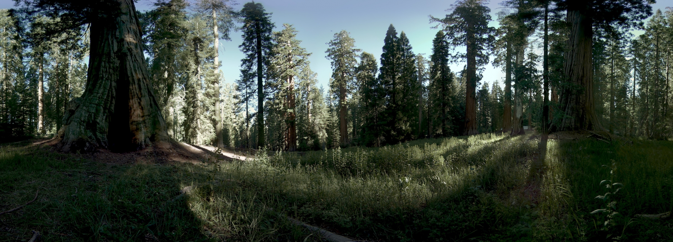 Mariposa Grove of Giant Sequoias